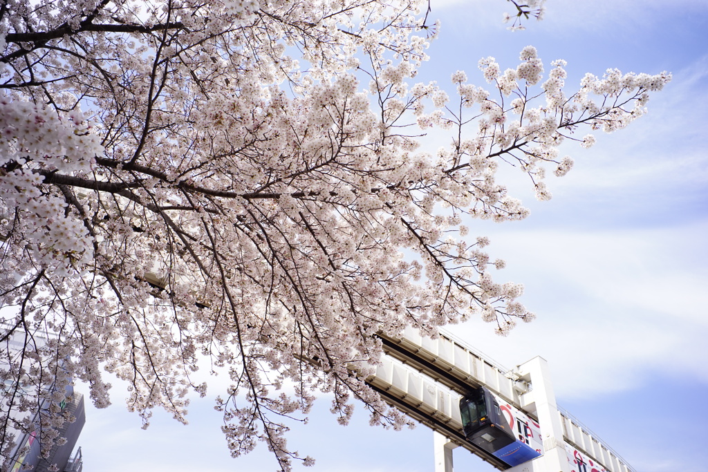 桜を見上げて