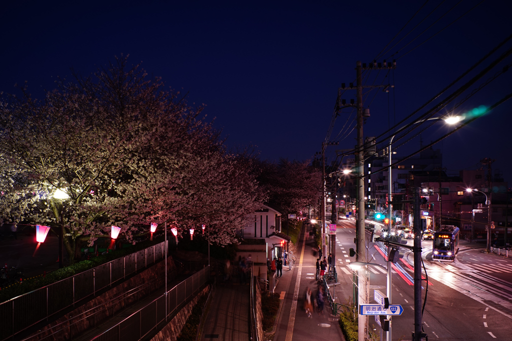 夜桜トラム