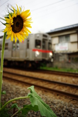 とある夏の日