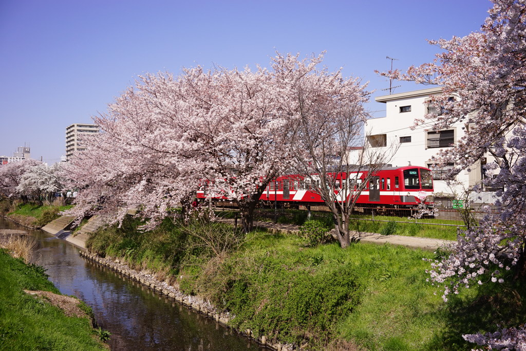 花見日和