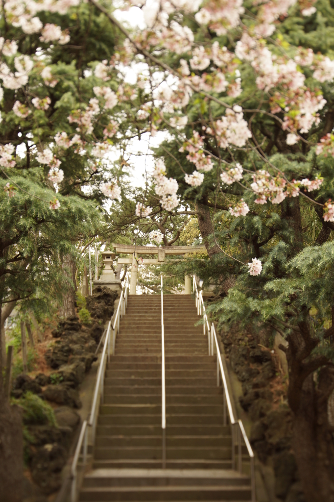 春の鳥居