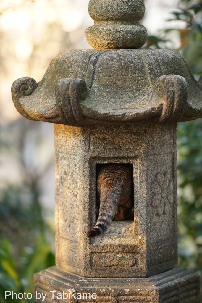 頭隠して尻隠さず