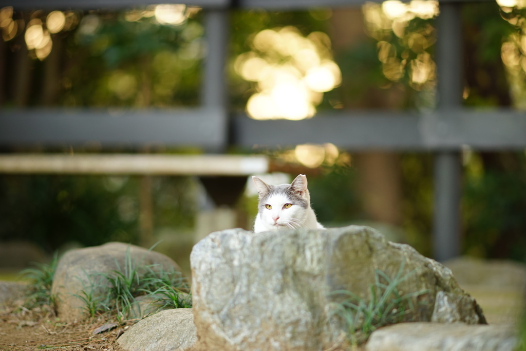 岩陰から見張り番