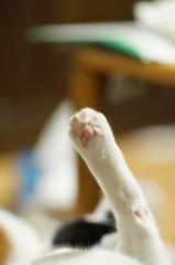 肉球