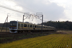 田んぼを駆け抜ける