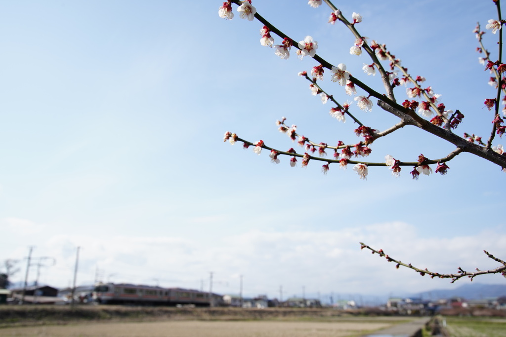 青空と梅