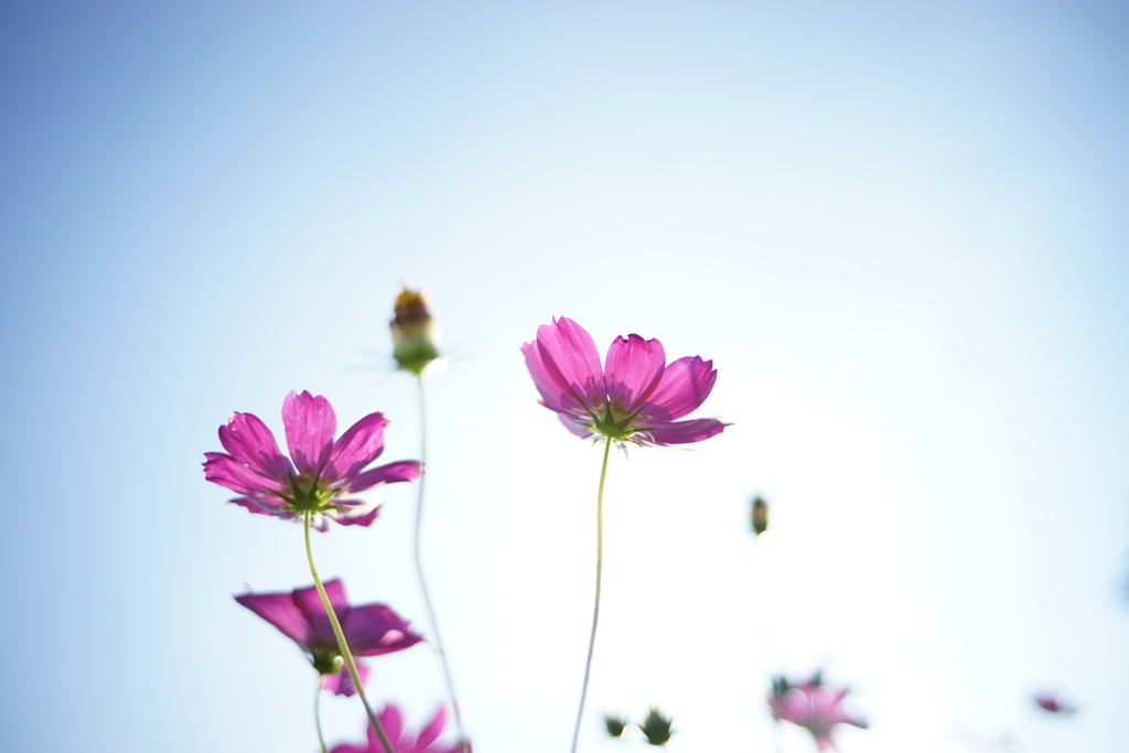 透花（とうか）