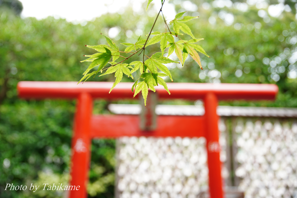 鳥居の前に