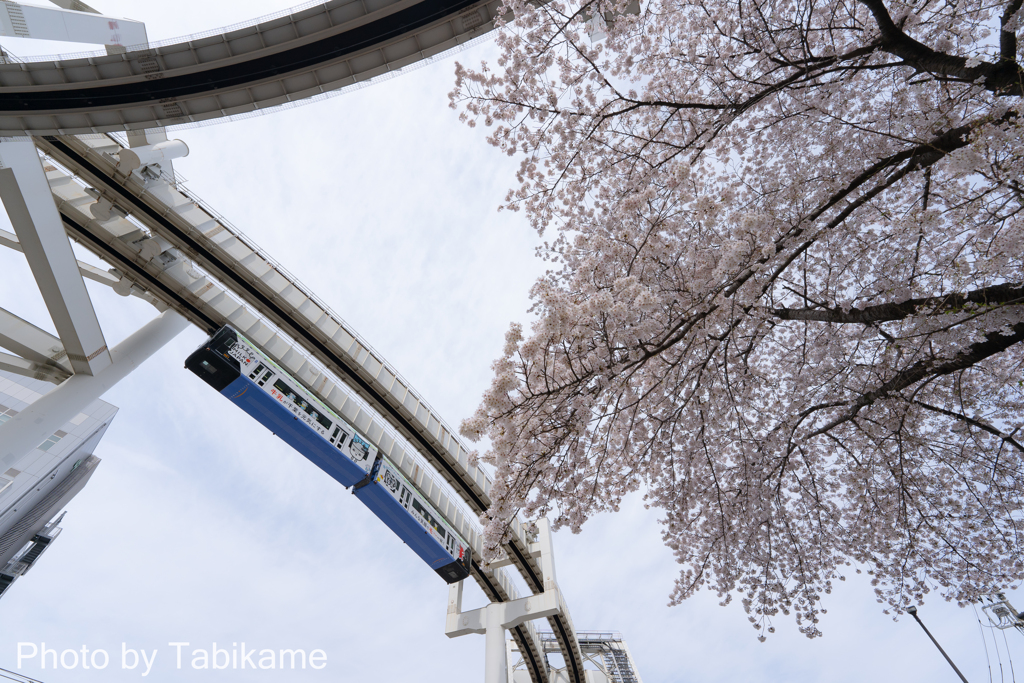 桜を見上げて