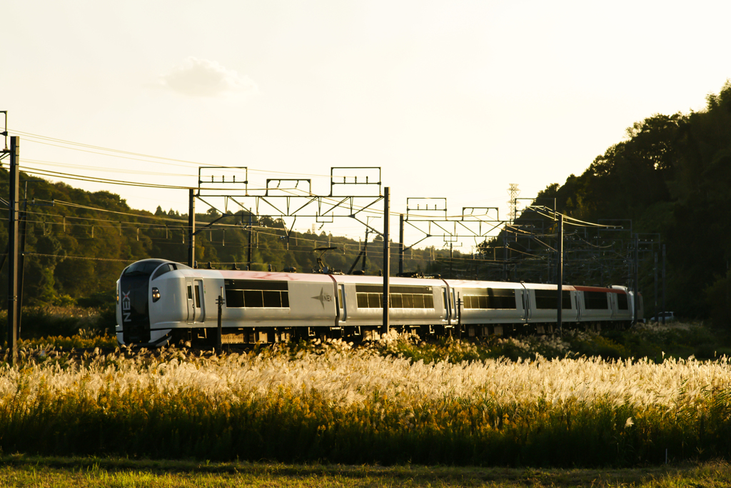 ススキのある景色