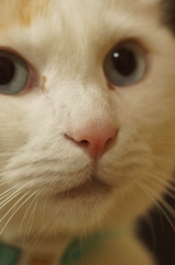 お鼻