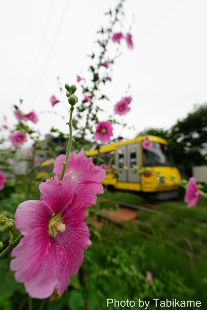 曇り空でも華やかに