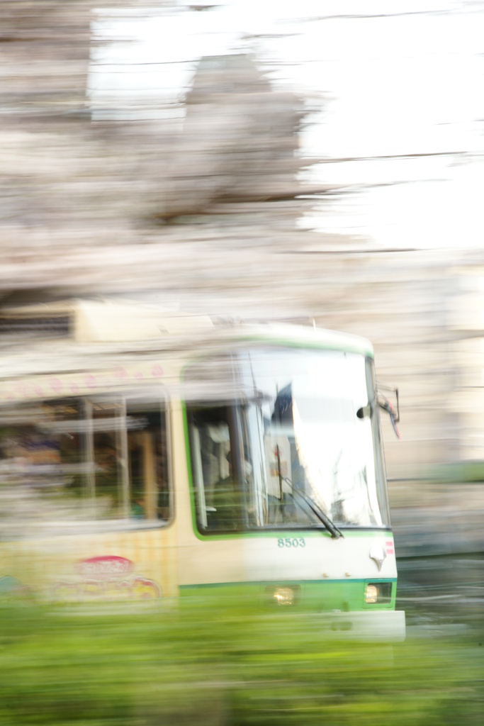 桜並木を駆ける