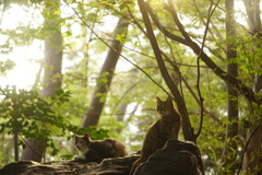 猫の物語