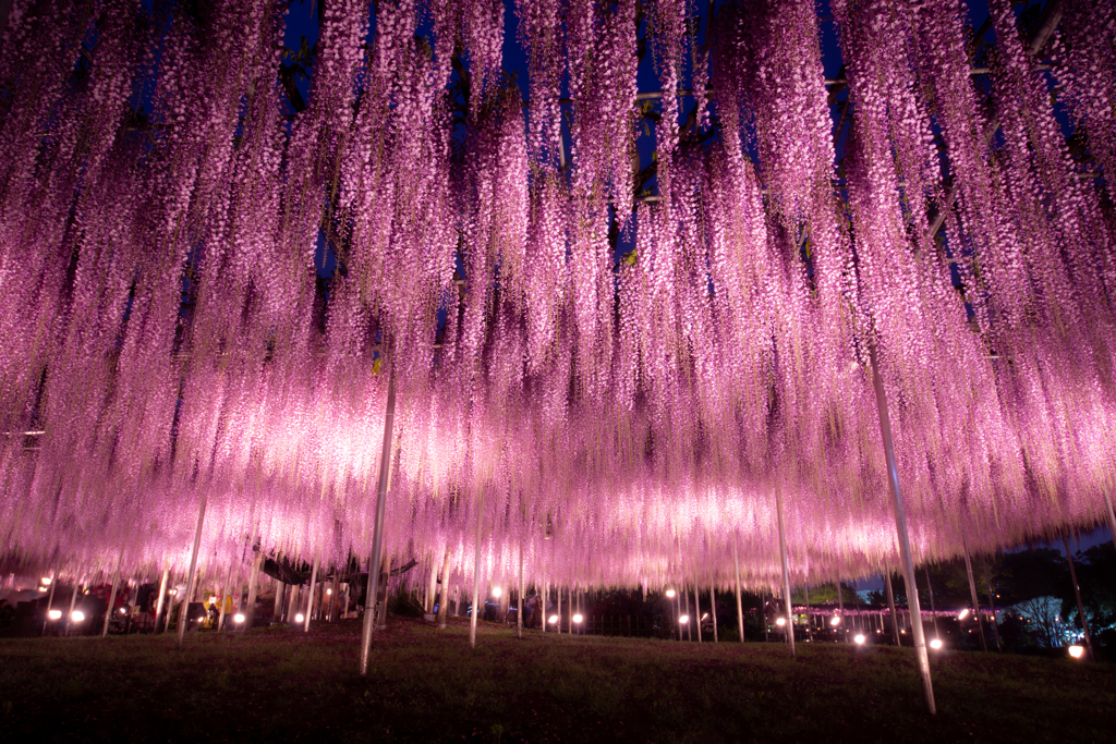 夜の藤棚