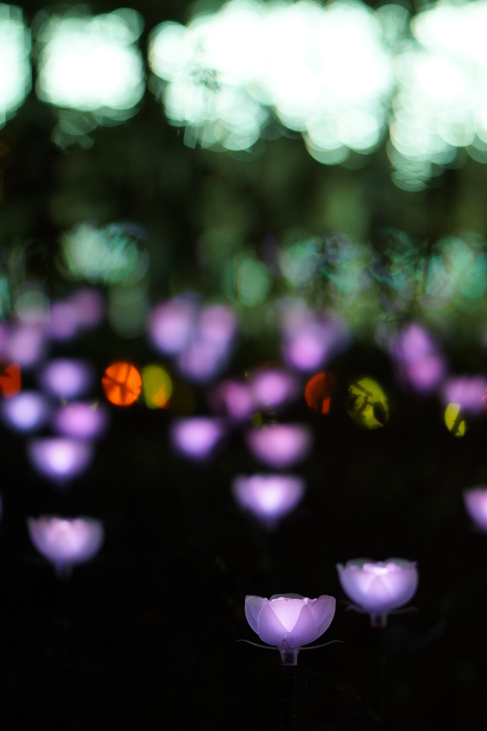 ＬＥＤ　Ｒose Ⅱ