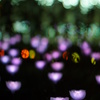 ＬＥＤ　Ｒose Ⅱ