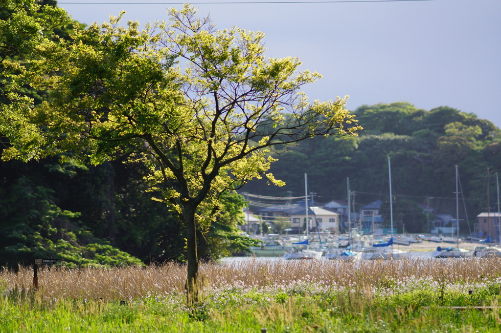 湿原の先には・・・