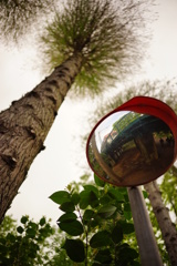 ノッポな木と鏡の世界