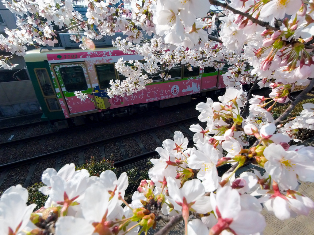 桜に囲まれて