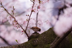 幹の上で