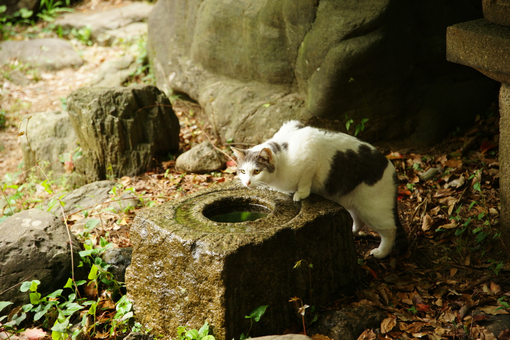 飲んでもいいのかな