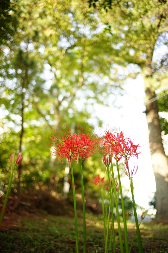彼岸花
