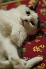 ごきげん♪