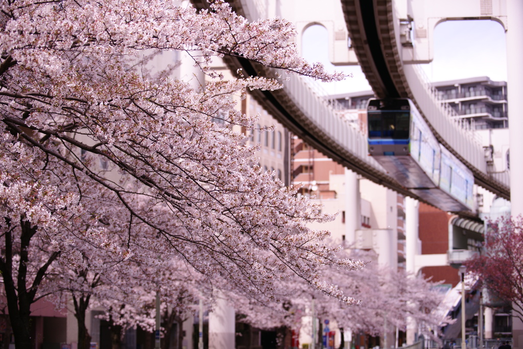 桜並木とモノレール
