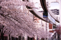桜並木とモノレール