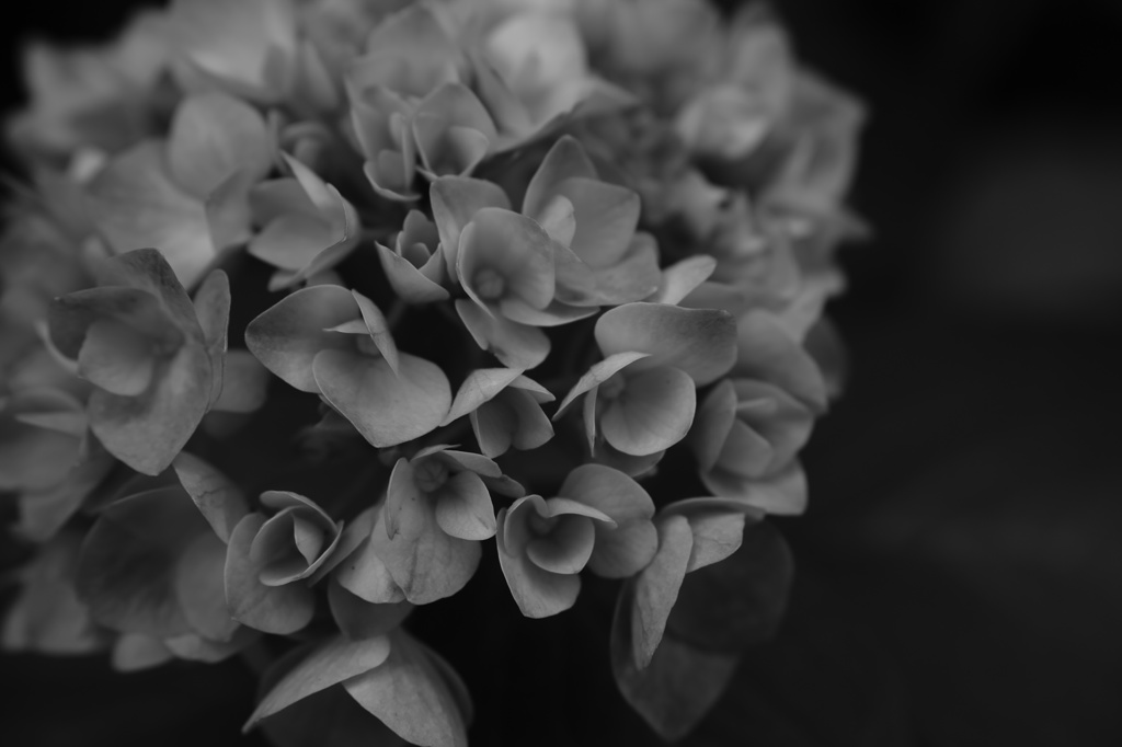 DP3 with Monochrome
