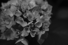 DP3 with Monochrome