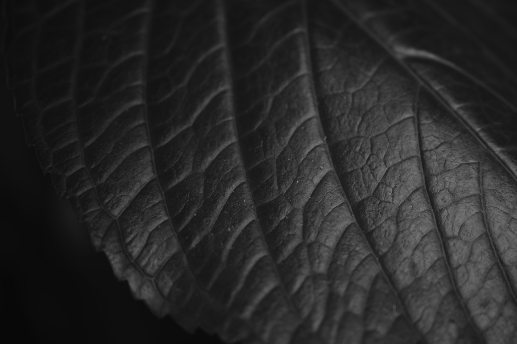 DP3 with Monochrome