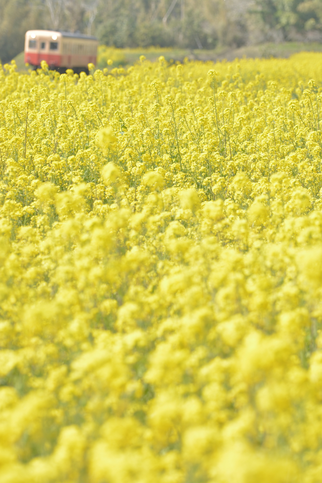 菜の花の絨毯を滑るように・・・