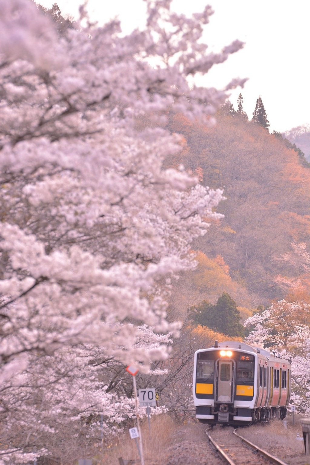 桜色の夕暮れ時に…