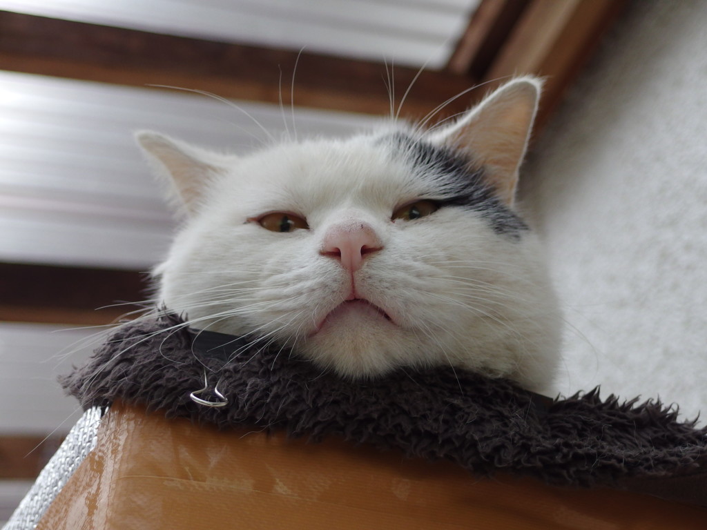 猫ベッドにとろけそう