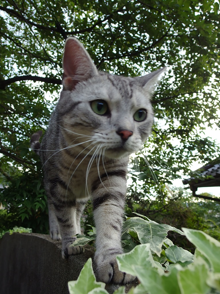勇者アメジ