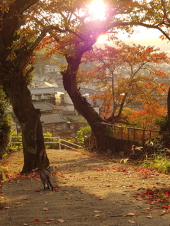 紅葉お散歩2014
