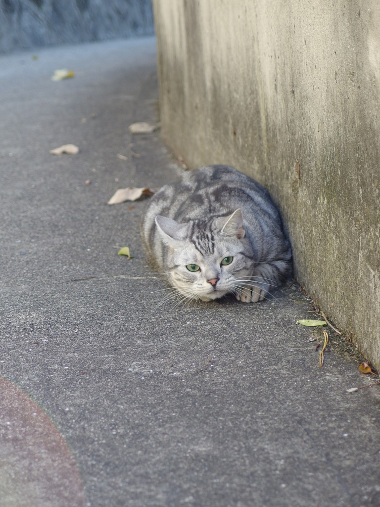 追いかけっこ