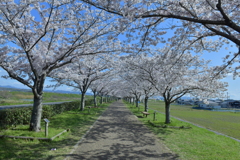 桜トンネル