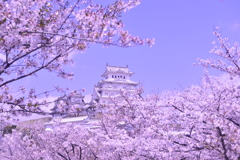 桜桜