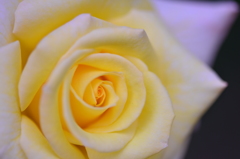 黄薔薇