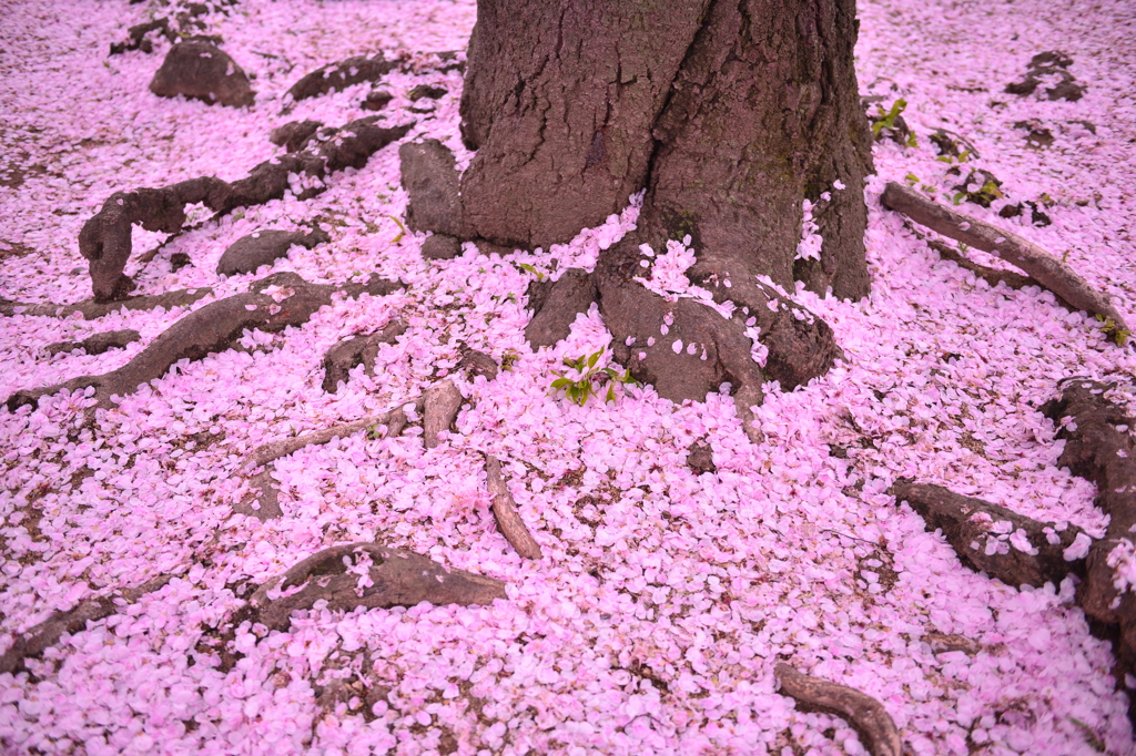 桜絨毯