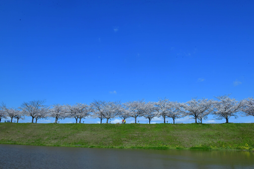 青空と桜並木