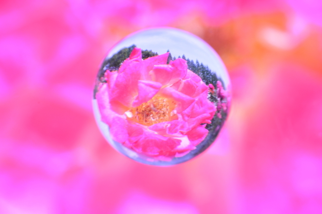 宙玉薔薇