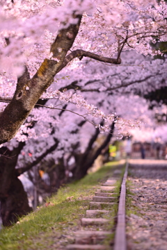 桜舞う