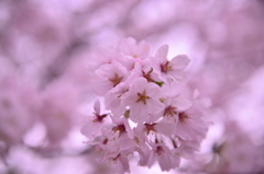 桜咲く