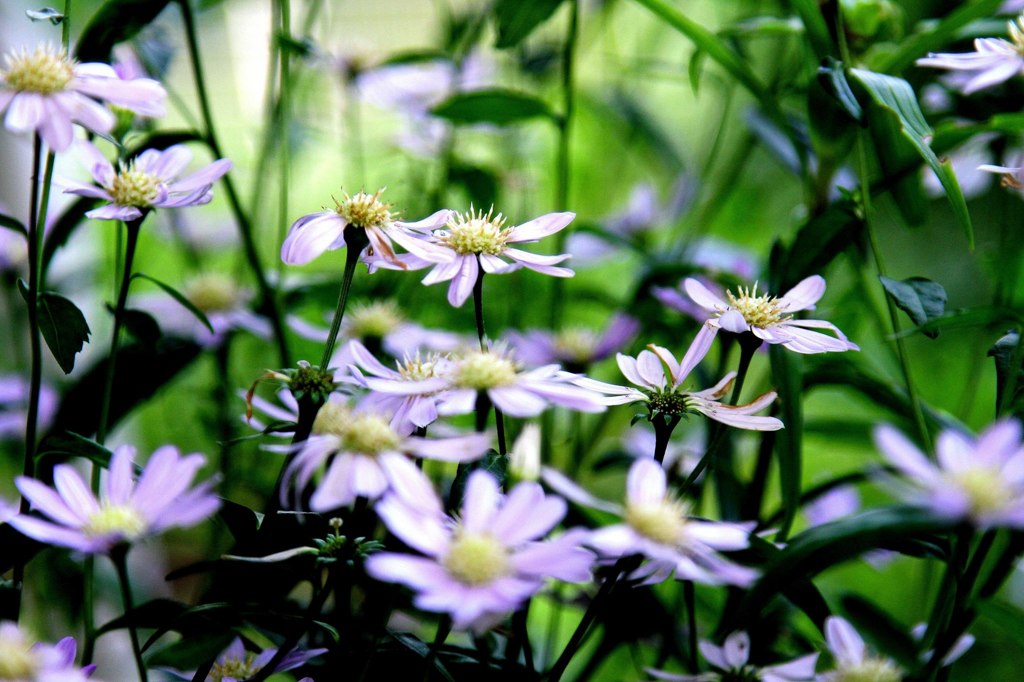 花1