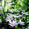 花1