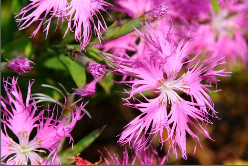 花2